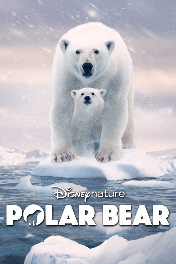 Gấu Bắc Cực Polar Bear