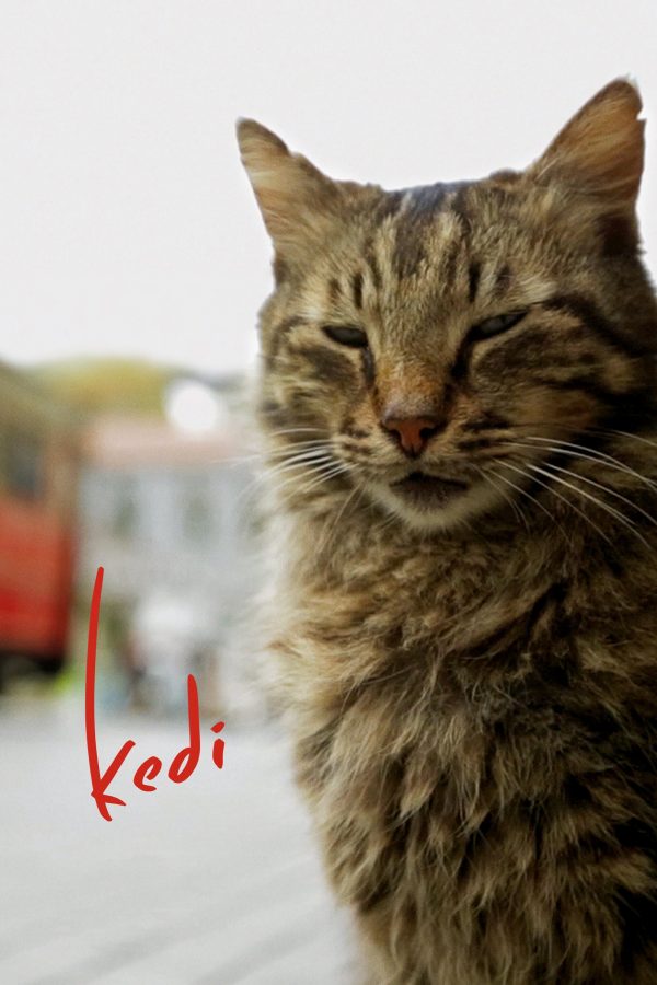 Thế Giới Loài Mèo Kedi